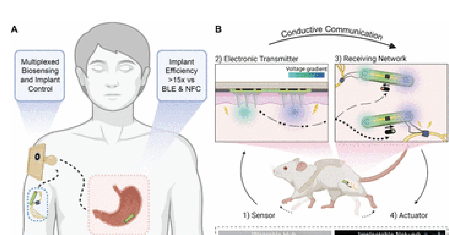 Image of person showing their nervous system